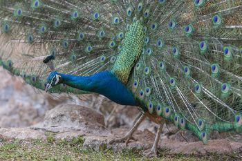 Chales Fazendinha Кампус-ду-Жордау Экстерьер фото